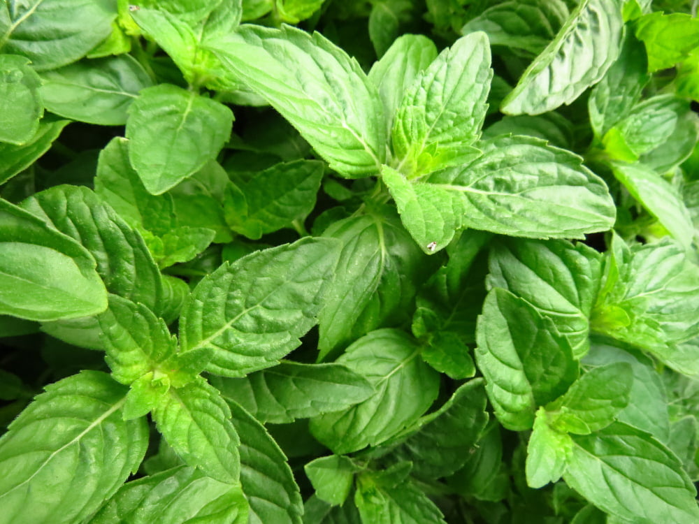 Quais as melhores ervas afrodisiacas naturais? 2 selective focus shot basil leaves